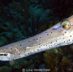"Ol Scarface"
Close up of Trumpetfish face, he looks a l... by Lisa Hinderlider 